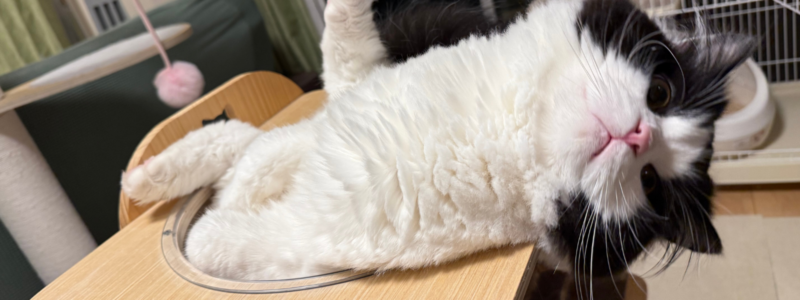 癒やしネコのオレオとオレの日常