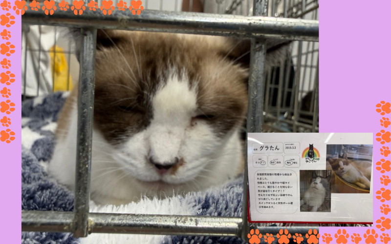 ケージの中で目を閉じて眠る茶白の成猫