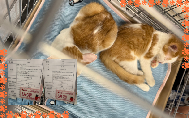 ケージの中で並んで眠る茶白の仔猫2匹と、「新しい家族が決定しました」の札