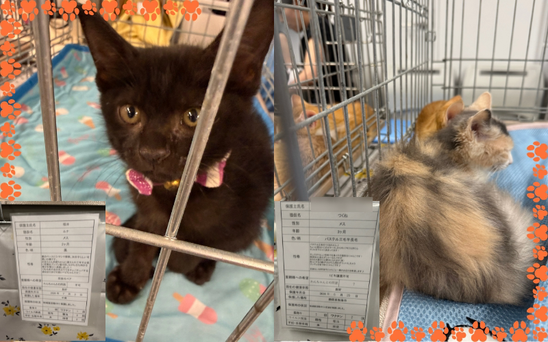 ピンクの首輪をつけた黒い仔猫と、パステル三毛の長毛の仔猫つくねちゃん