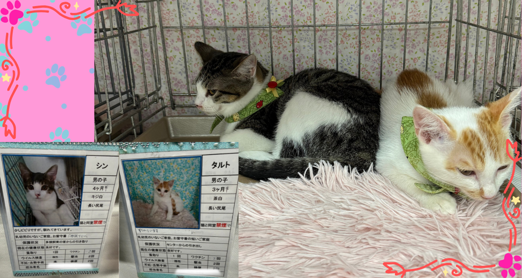 里親募集カードが立てられたケージで休む、キジ白の「シン」と茶白の「タルト」
