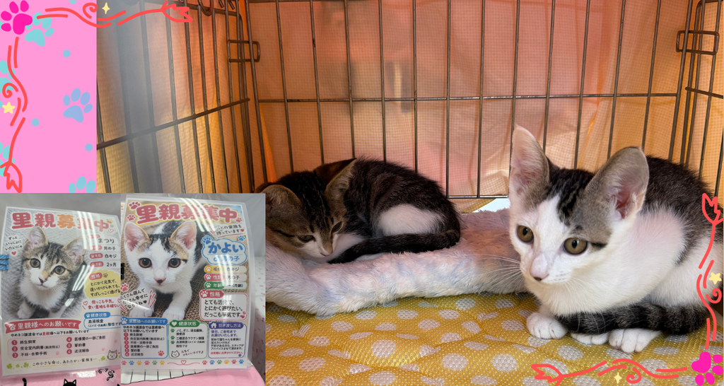 里親募集の掲示のとなりで、ケージの中にならぶキジ白の子猫2頭