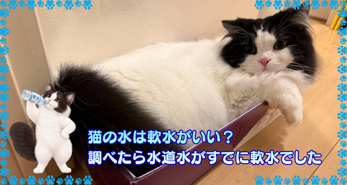 箱の中でくつろぐオレオと、軟水のペットボトルを飲む二本足の猫のイラスト。「猫の水は軟水がいい？ 調べたら水道水がすでに軟水でした」