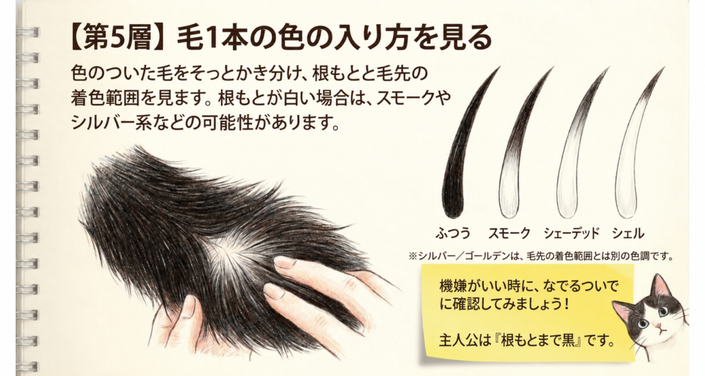 猫の毛1本の着色範囲を、ふつう・スモーク・シェーデッド・シェルで比較する第5層の解説