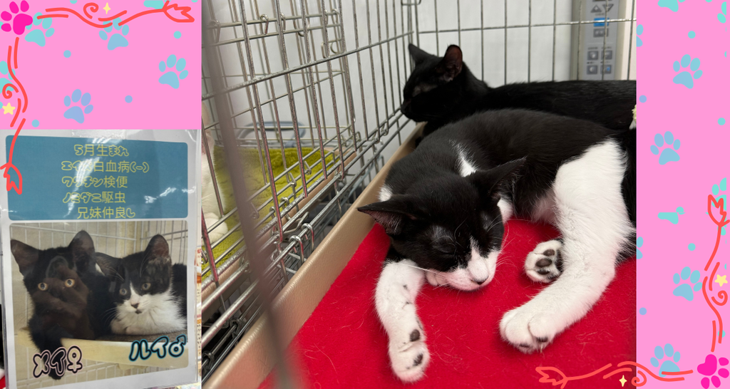 赤いマットの上でくつろぐ黒猫と黒白の猫。ケージには兄妹だと書かれた紹介カード