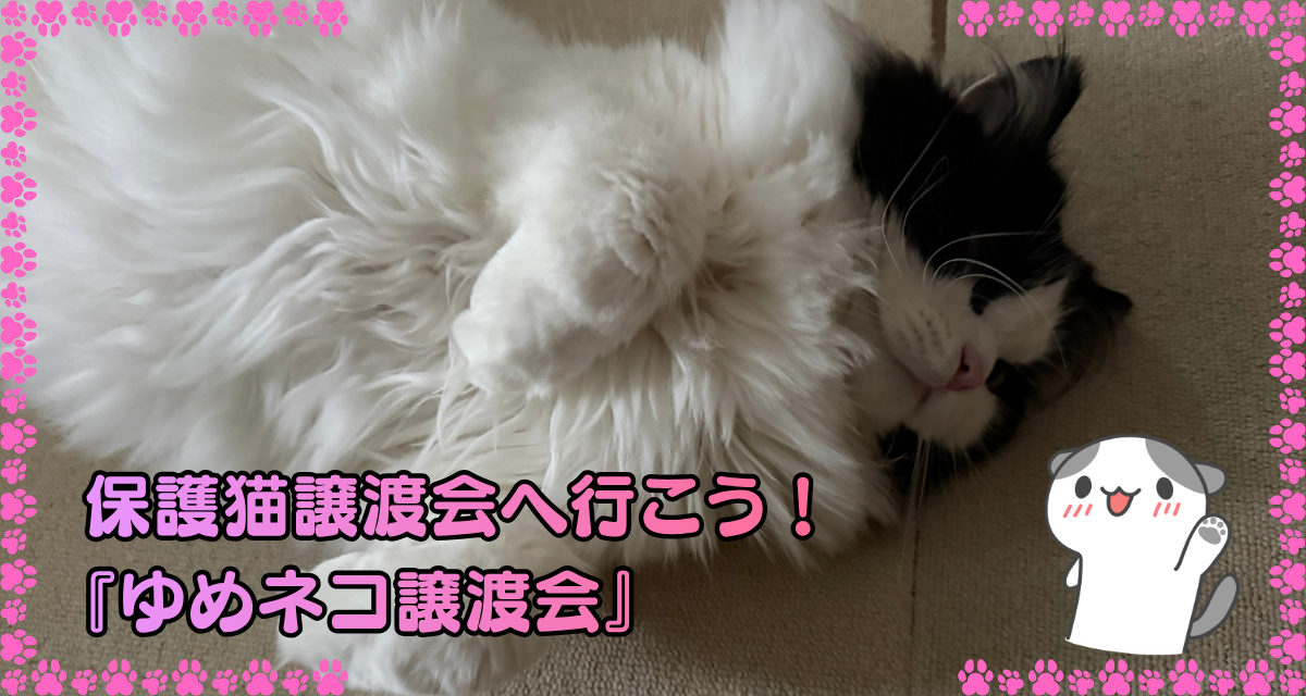 保護猫譲渡会へ行こう！『ゆめネコ譲渡会』— 床で眠る黒白の猫オレオ