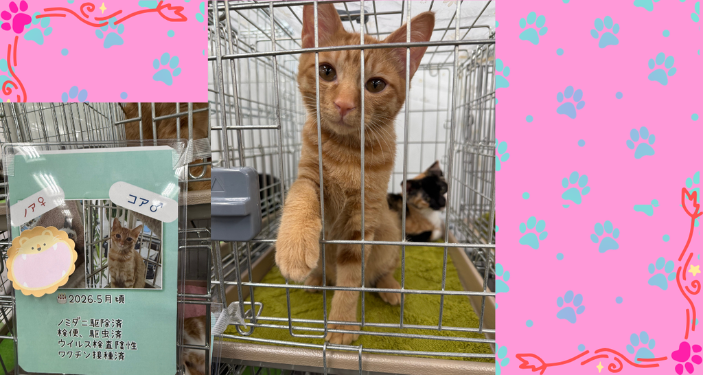 ケージの中で立ち上がって、こちらをのぞきこむ茶トラの猫。手前に里親募集カード