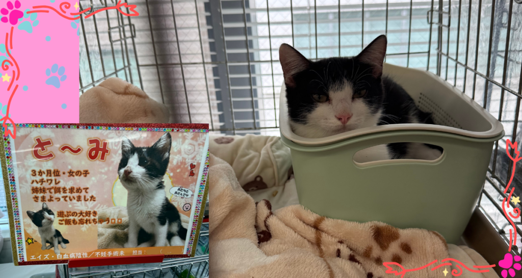ハチワレの子猫「と〜み」。姉妹で保護されたことが紹介カードに書かれている