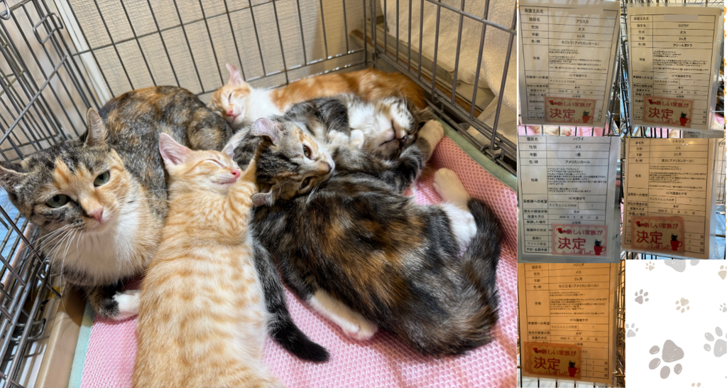 母猫に寄りそって眠るアメリカンカールの仔猫たち。親子5頭ともトライアル決定の札
