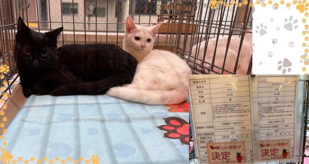 ケージの中で寄りそう黒猫と白猫(4ヶ月)。2頭ともトライアルが決まったプロフィールカード