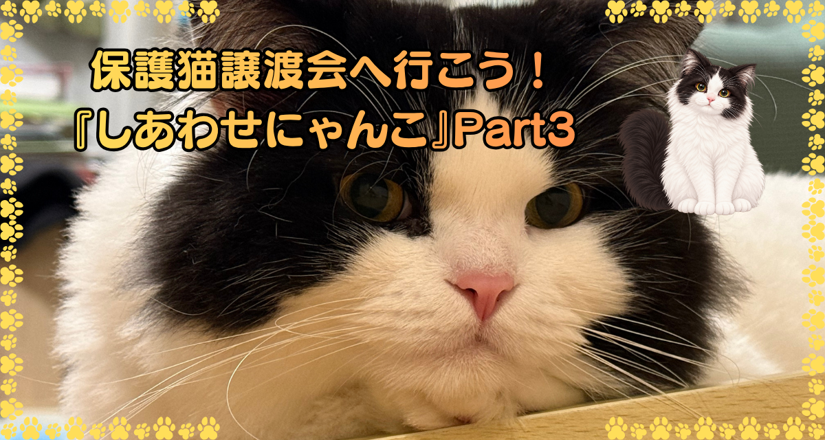 保護猫譲渡会へ行こう！『しあわせにゃんこ』Part3 — 白黒の猫の顔のアップ