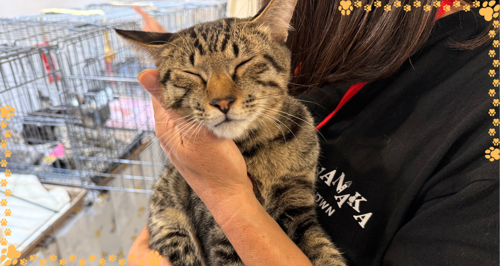 スタッフさんに撫でられて、目を細めるキジトラの猫