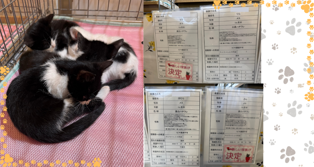 ピンクのマットの上で丸くなって眠る、ハチワレの仔猫4兄弟(1ヶ月半)とプロフィールカード